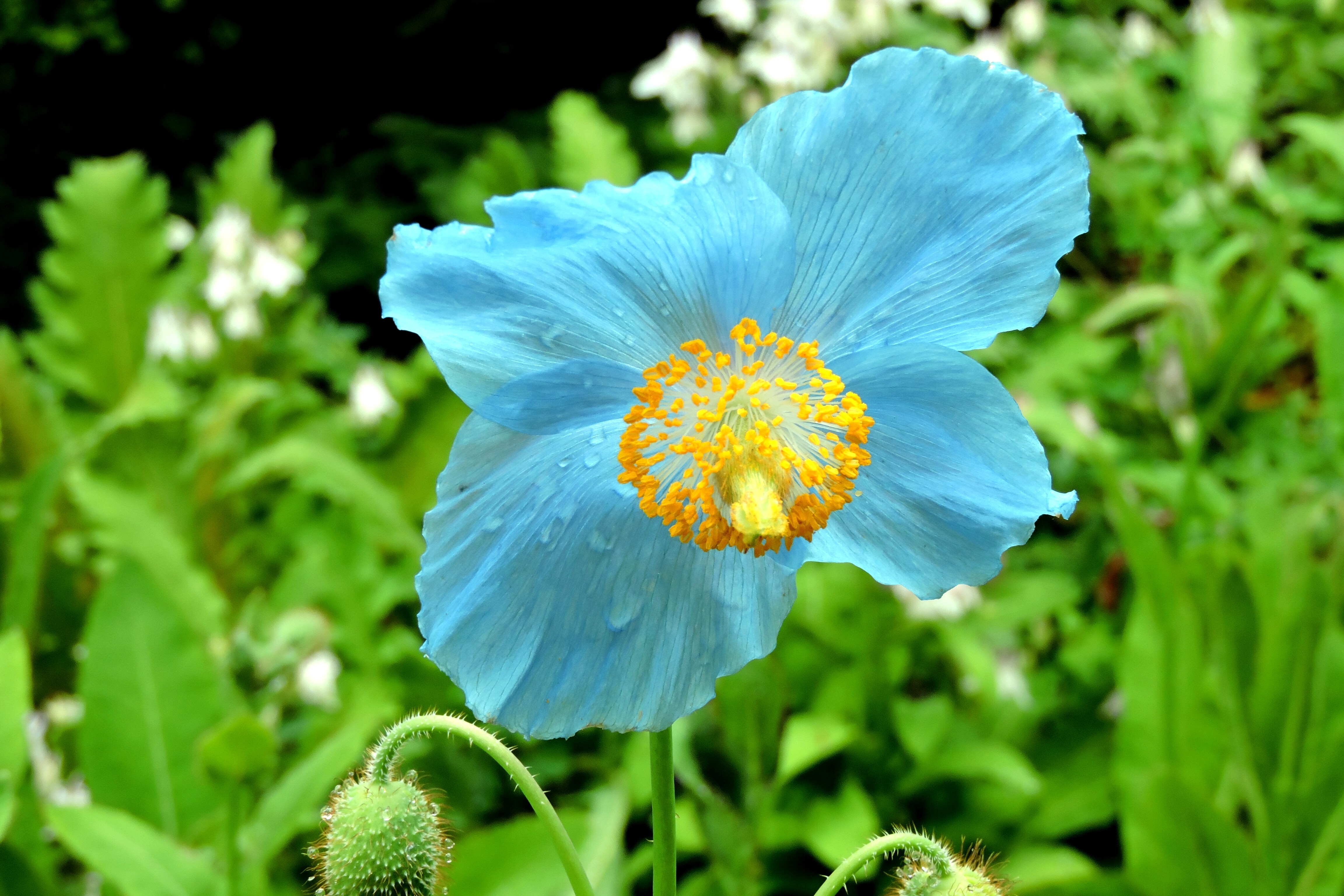 HIMALAYAN BLUE POPPY Bill Bagley Photography